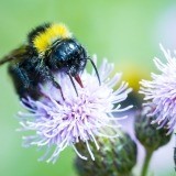 Abejas, abejorro, ser picado por abejas, abejas trabajando o matando abejas
