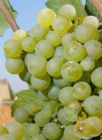 El vino aumenta el deseo sexual