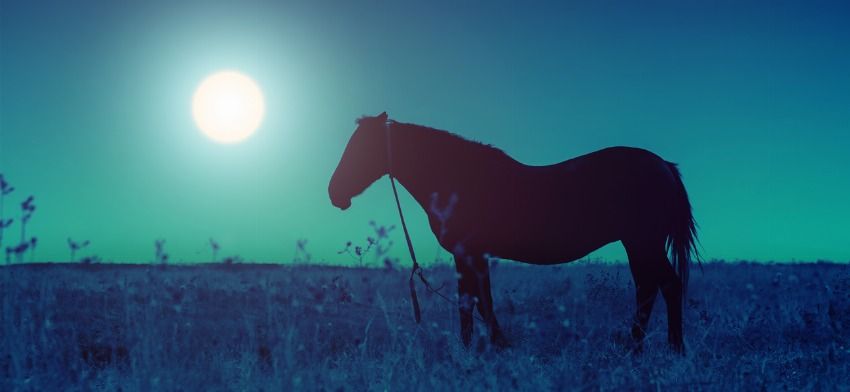 Significado de soñar con un caballo