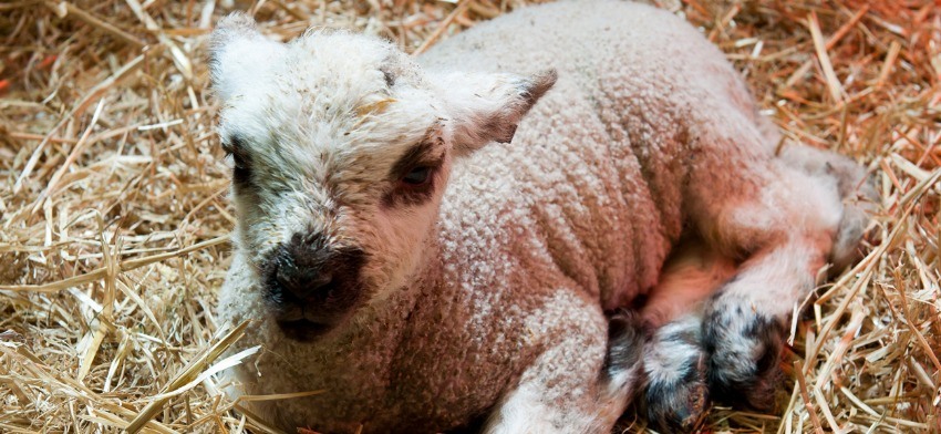 Significado de soñar con un cabrito