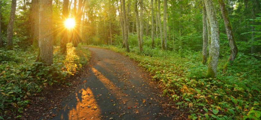 Significado de soñar con un camino