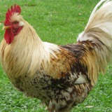 Gallo