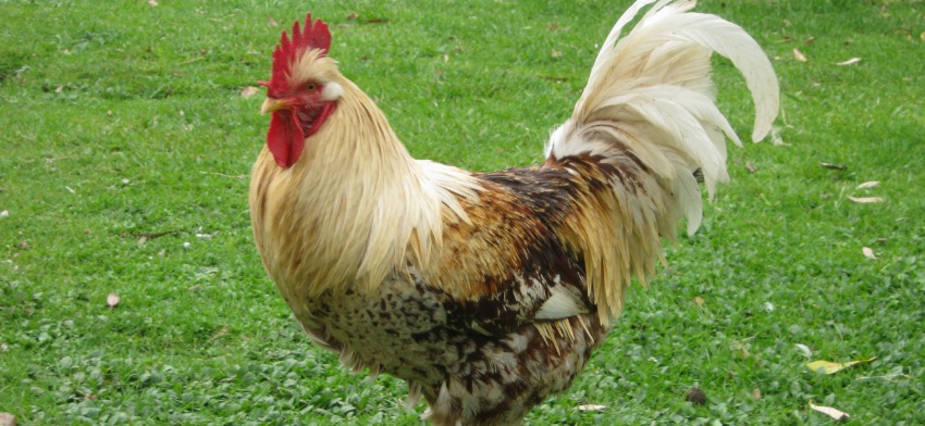 Significado de soñar con un gallo