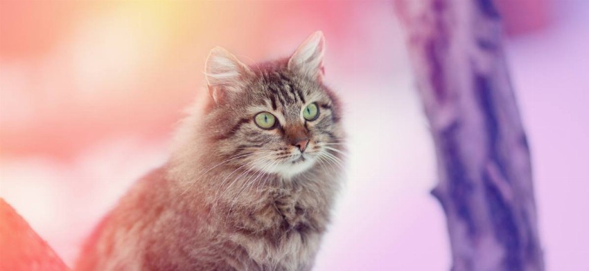 Qué significa soñar con una gata