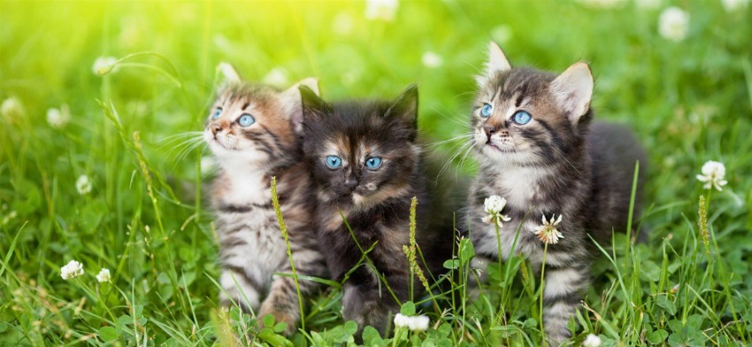 Significado de soñar con gatitos