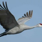 Grulla