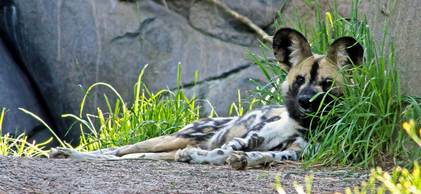 Significado de soñar con una hiena