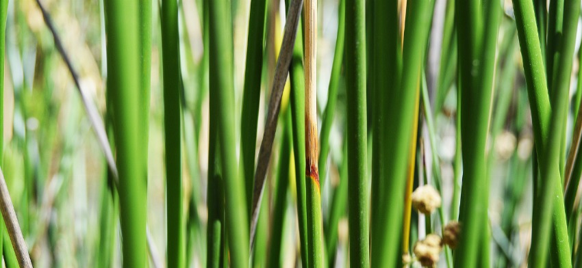 Significado de soñar con juncos