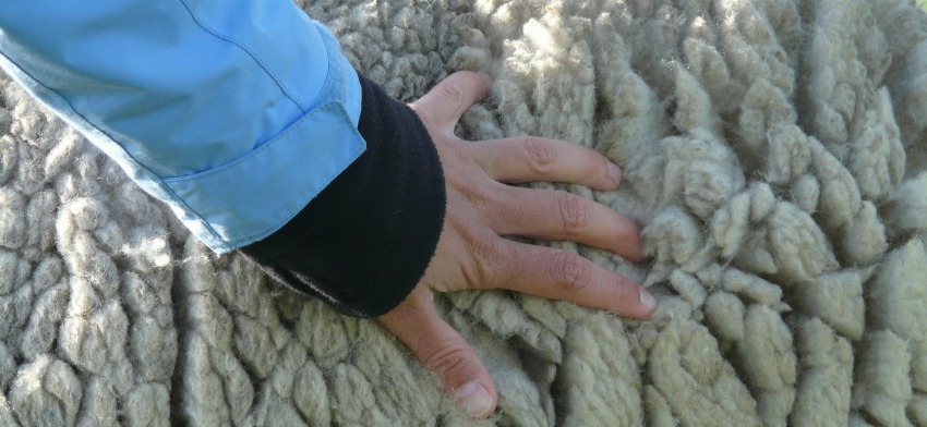 Significado de soñar con lana