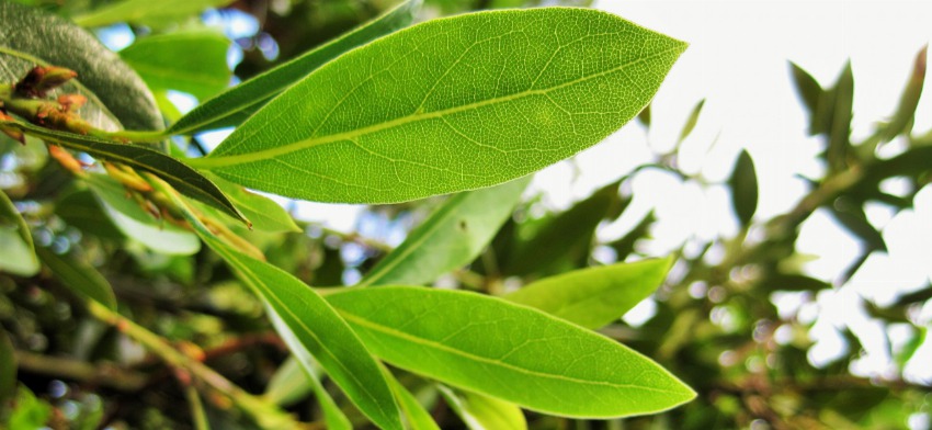 Significado de soñar con laurel