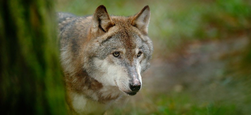 Significado de soñar con lobos