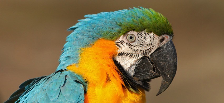 Significado de soñar con loros