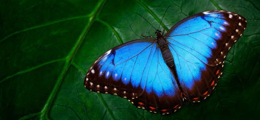 Significado de soñar con mariposas