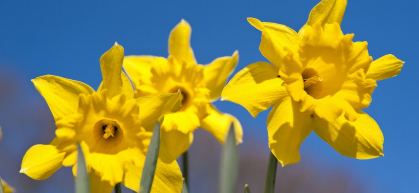 Significado de soñar con narcisos