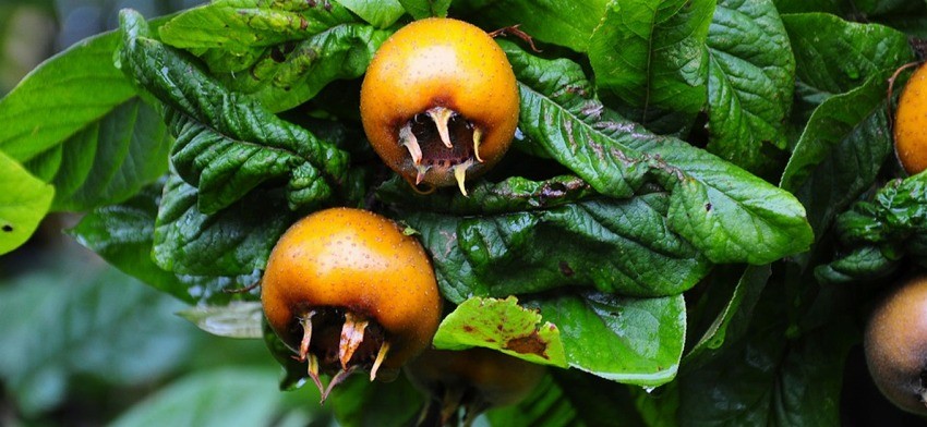 Significado de soñar con nísperos