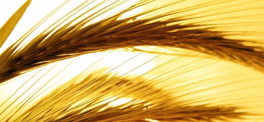 Significado de soñar con paja