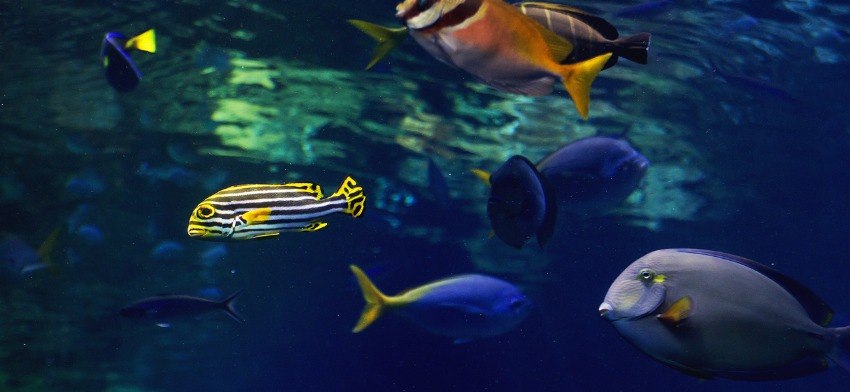Significado de soñar con peces o pescados