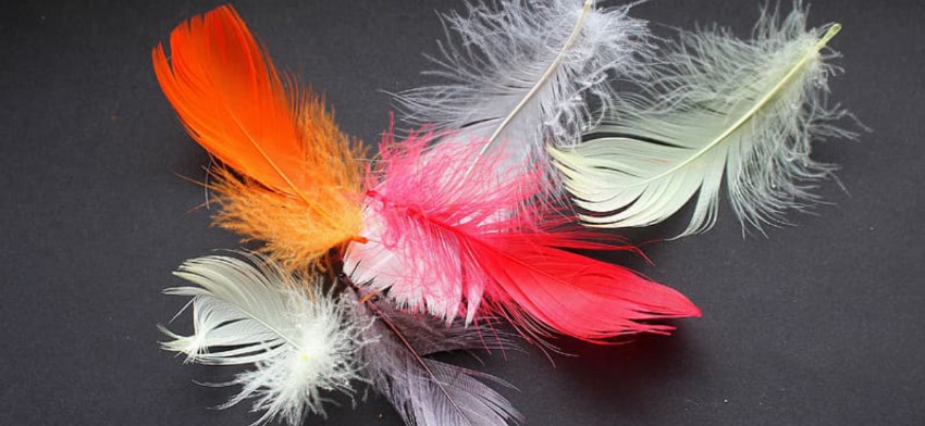 Significado de soñar con plumas de aves