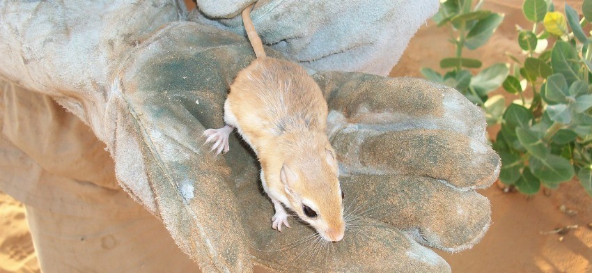 Significado de soñar con ratas