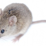 Ratón, ratones