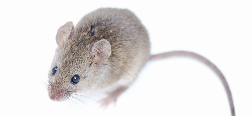Significado de soñar con ratón o ratones
