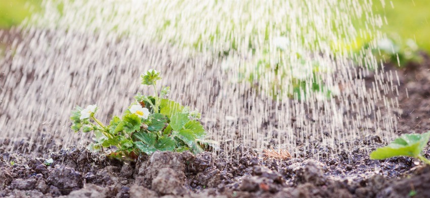 Significado de soñar con riego o regar