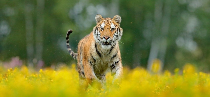 Significado de soñar con tigres