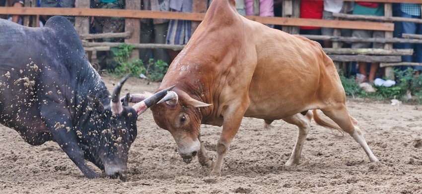 Qué significa soñar con toros