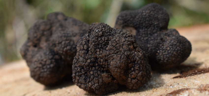 Significado de soñar con trufas