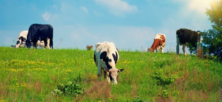 Qué significa soñar con una vaca