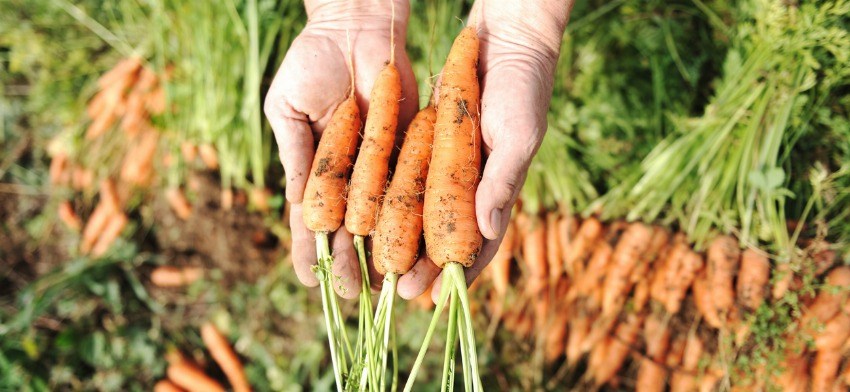 Significado de soñar con zanahorias