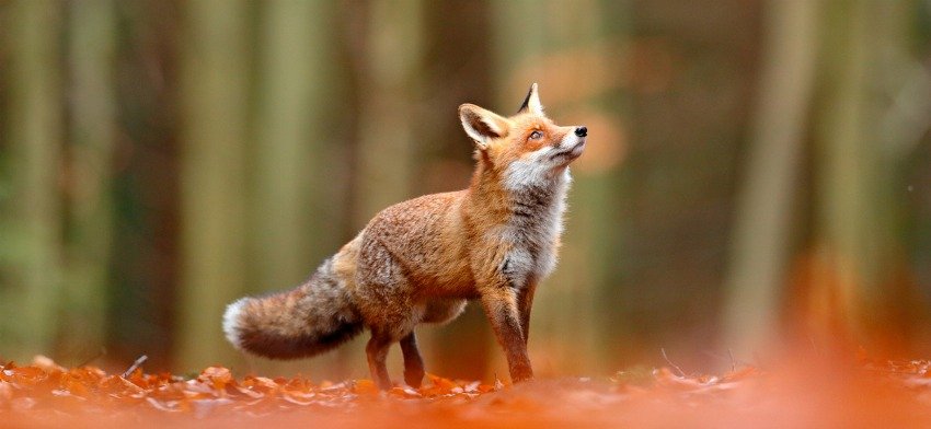 Significado de soñar con un zorro